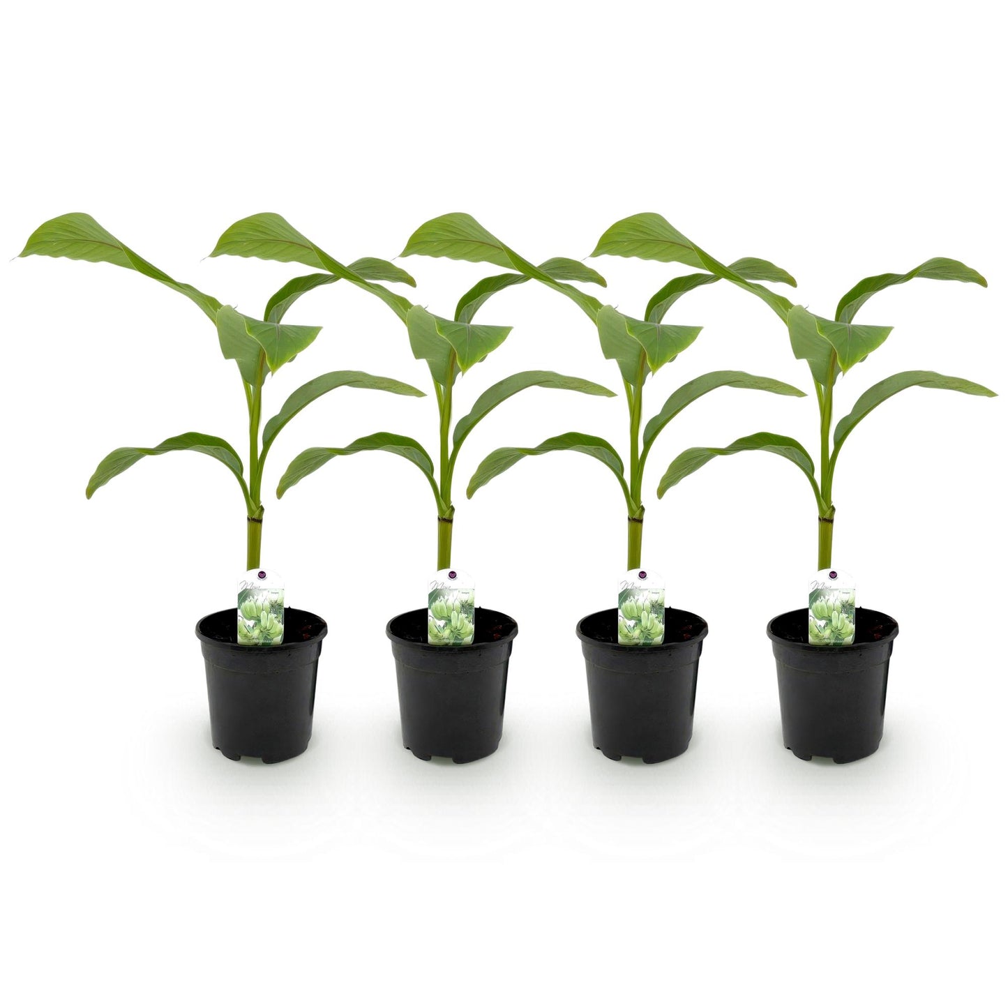 Musa Basjoo - GreenboutiQ : lot de 4 jeunes plants de bananiers rustiques en pots noirs de 17cm, sur fond blanc.