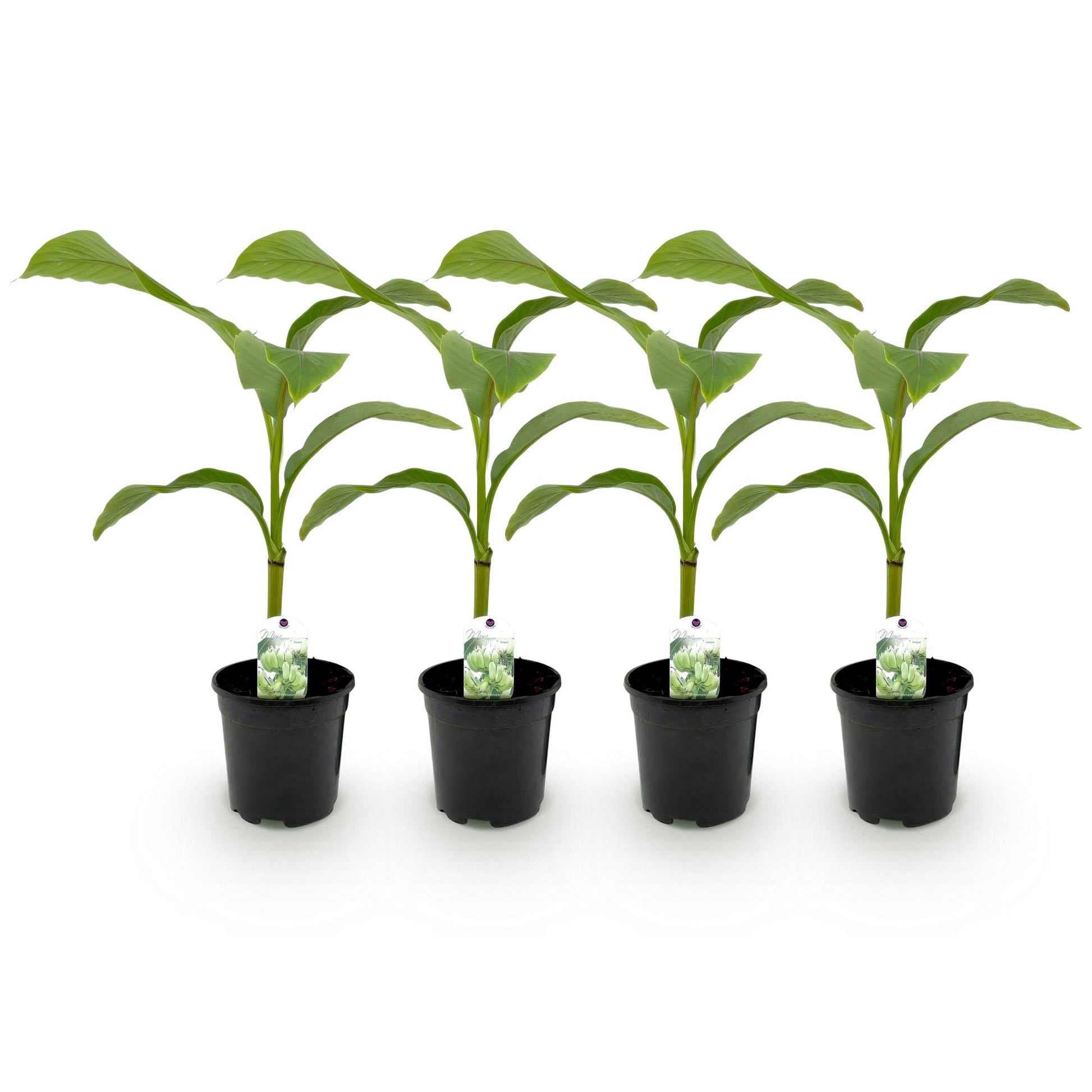Musa Basjoo - GreenboutiQ : lot de 4 jeunes plants de bananiers rustiques en pots noirs de 17cm, sur fond blanc.