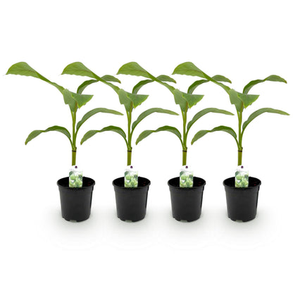 Musa Basjoo - GreenboutiQ : lot de 4 jeunes plants de bananiers rustiques en pots noirs de 17cm, sur fond blanc.