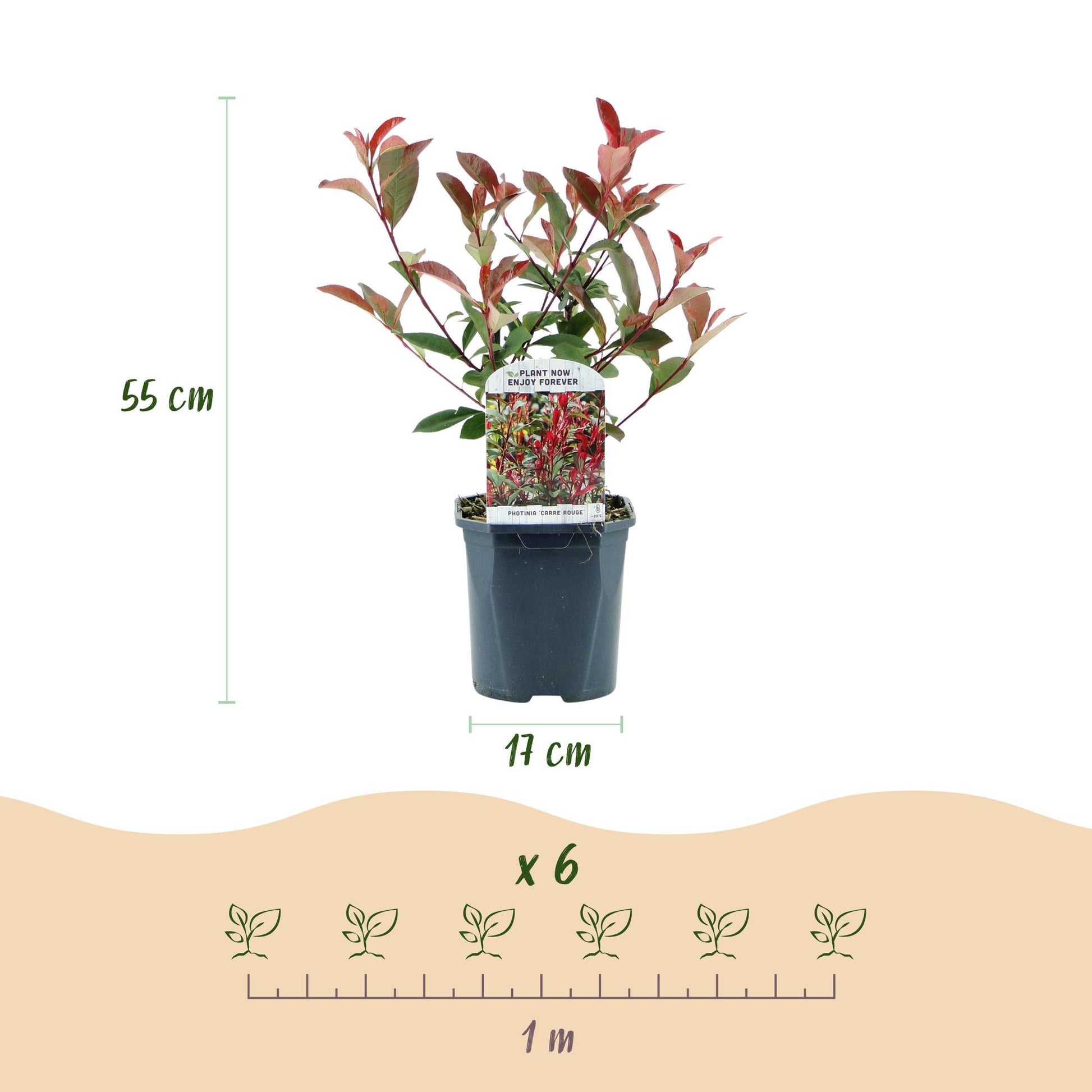 Photinia fraseri Carre Rouge : schéma d'un plant avec sa hauteur (55 cm) et le diamètre du pot (17 cm), et un indicateur de plantation pour 
