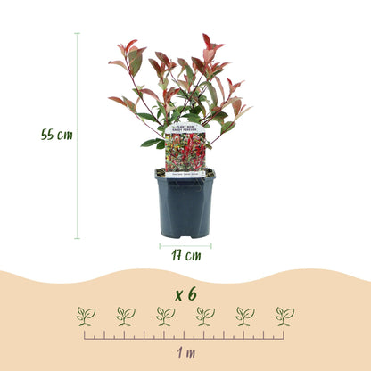Photinia fraseri Carre Rouge : schéma d'un plant avec sa hauteur (55 cm) et le diamètre du pot (17 cm), et un indicateur de plantation pour 