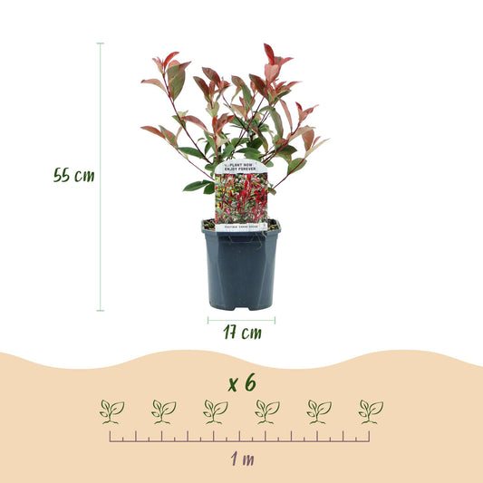 Photinia fraseri Carre Rouge : schéma d'un plant avec sa hauteur (55 cm) et le diamètre du pot (17 cm), et un indicateur de plantation pour 