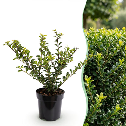 Ilex crenata Covenxa en pot sur fond blanc à côté d'une photo d'une haie dense et feuillue de la même plante.