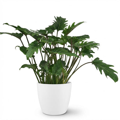 Plante d'intérieur - Philodendron - Philodendron Xanadu - Vert - Entretien facile - 1 Plante - avec Pot Potter Blanc - Pot 19cm - Hauteur 60cm