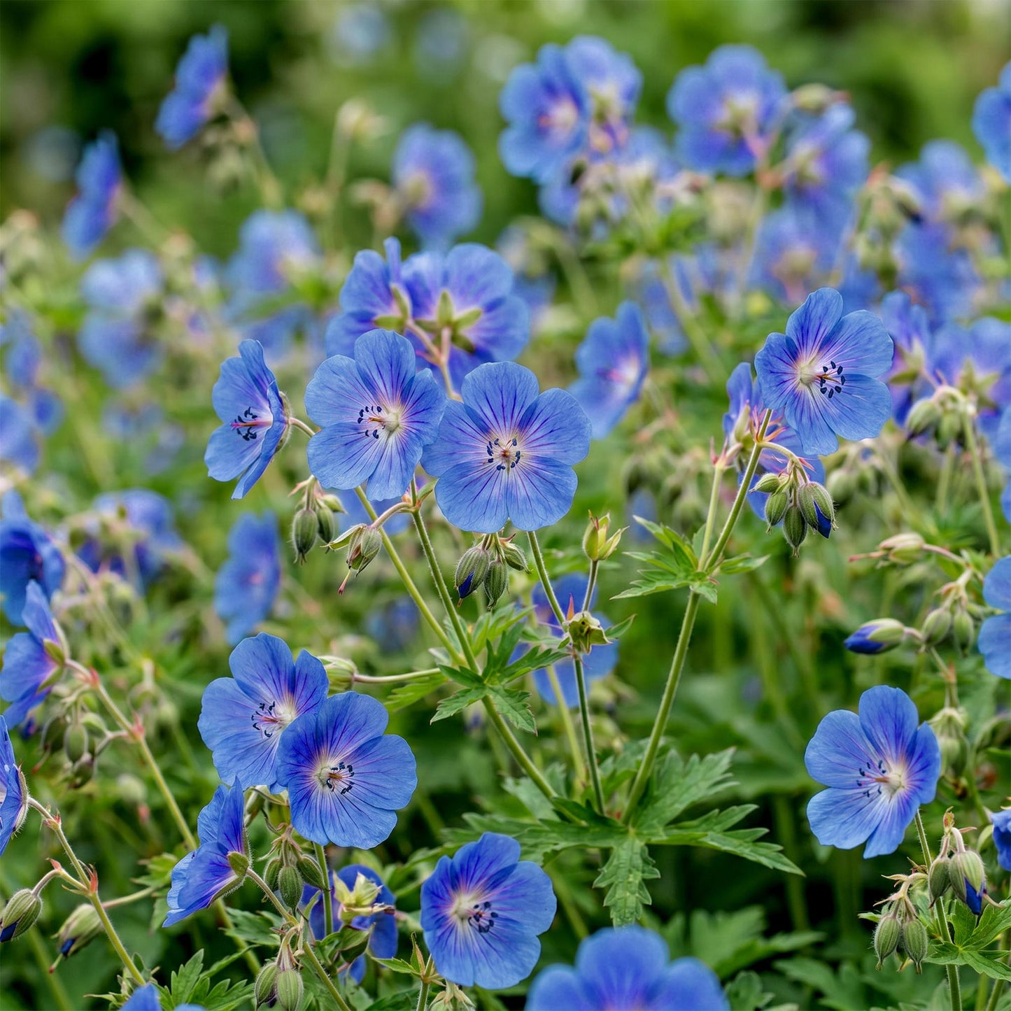 Géranium Johnson's Blue : Gros plan sur les délicates fleurs bleues-violettes avec leurs pétales veinés et leurs étamines proéminentes.