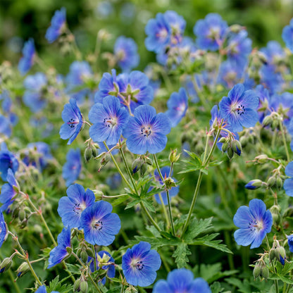 Géranium Johnson's Blue : Gros plan sur les délicates fleurs bleues-violettes avec leurs pétales veinés et leurs étamines proéminentes.