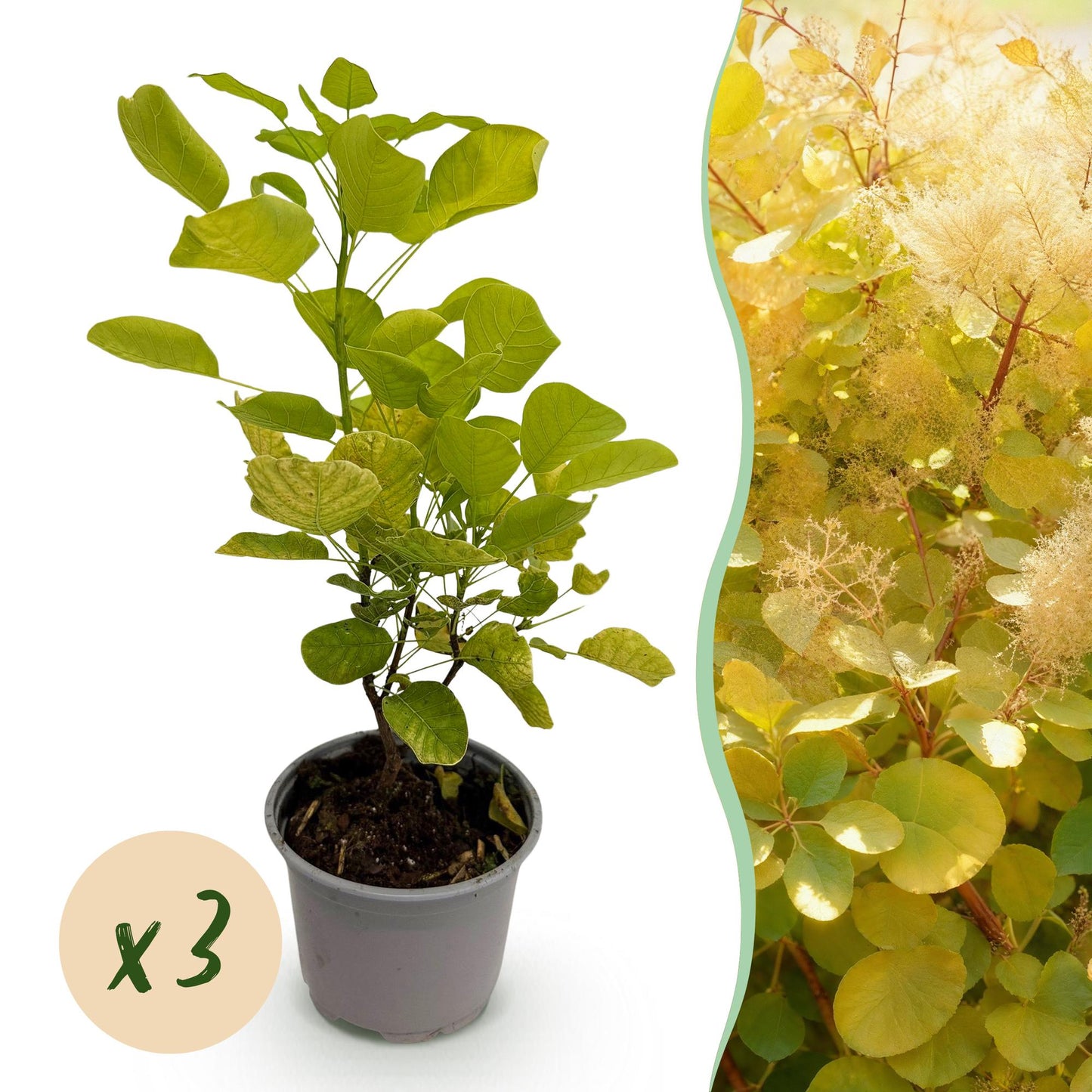 Cotinus coggyria Golden Spirit. Jeune plant en pot sur fond blanc avec une pastille "x3" indiquant la quantité. À droite, haie adulte avec f