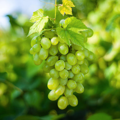 Vitis vinifera Himrod, grappe de raisins blancs sans graines, juteux et sucrés, pendue au pied d'une treille luxuriante.