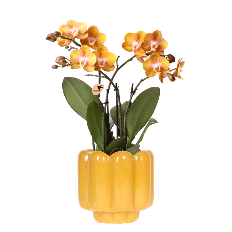 Orchidée Phalaenopsis 'Las Vegas' orange et jaune + cache-pot rétro ocre - Pot 12 cm