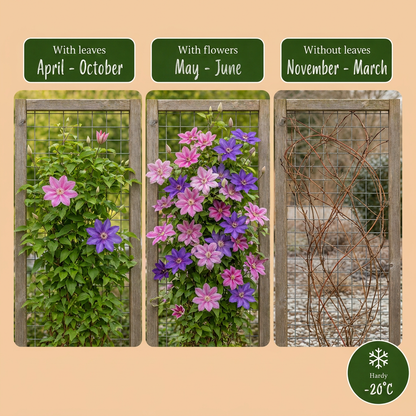 Clématite Duo Violet & Rose (Clematis) - grimpantes à grandes fleurs