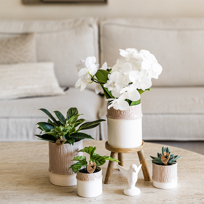 Orchidée Phalaenopsis blanche en pot