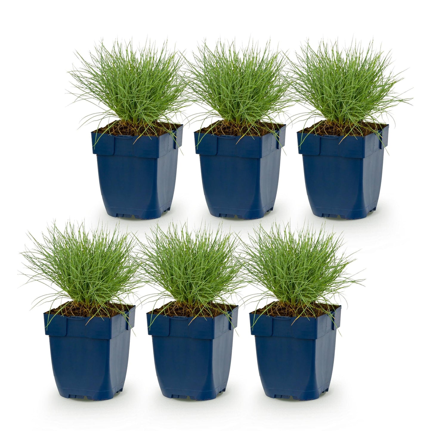 Festuca glauca. Lot de 6 plants d'herbe bleue vivace et persistante, en pots carrés bleus, présentés sur fond blanc. Idéal pour bordures et 