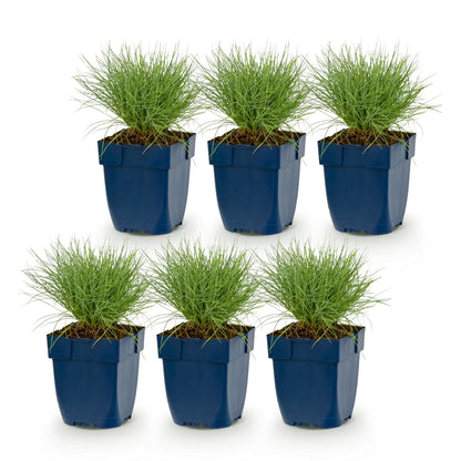Festuca glauca. Lot de 6 plants d'herbe bleue vivace et persistante, en pots carrés bleus, présentés sur fond blanc. Idéal pour bordures et 