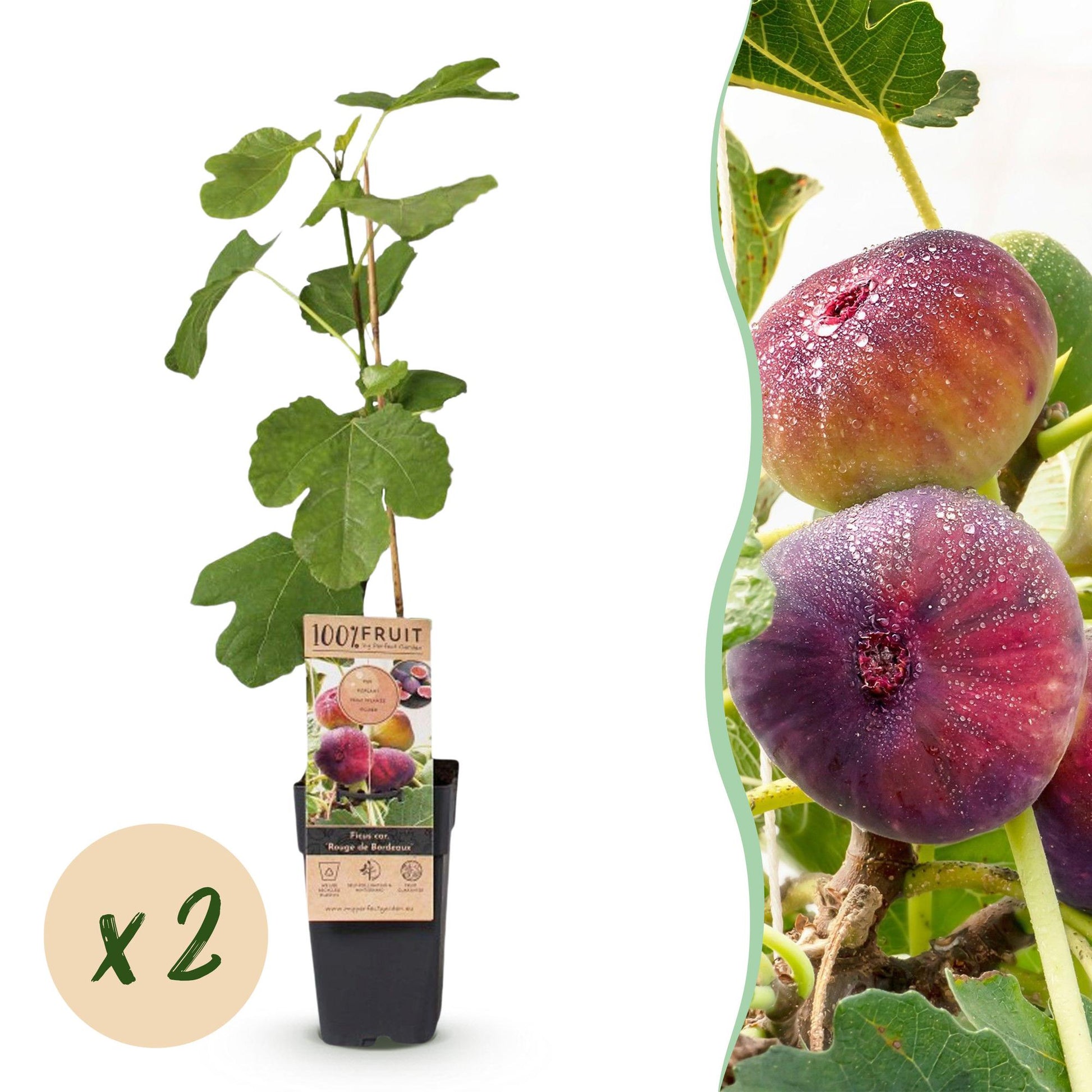 Ficus carica Rouge de Bordeaux : deux jeunes plants de figuier en pot sur fond blanc, avec une pastille indiquant « x 2 ».