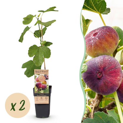 Ficus carica Rouge de Bordeaux : deux jeunes plants de figuier en pot sur fond blanc, avec une pastille indiquant « x 2 ».