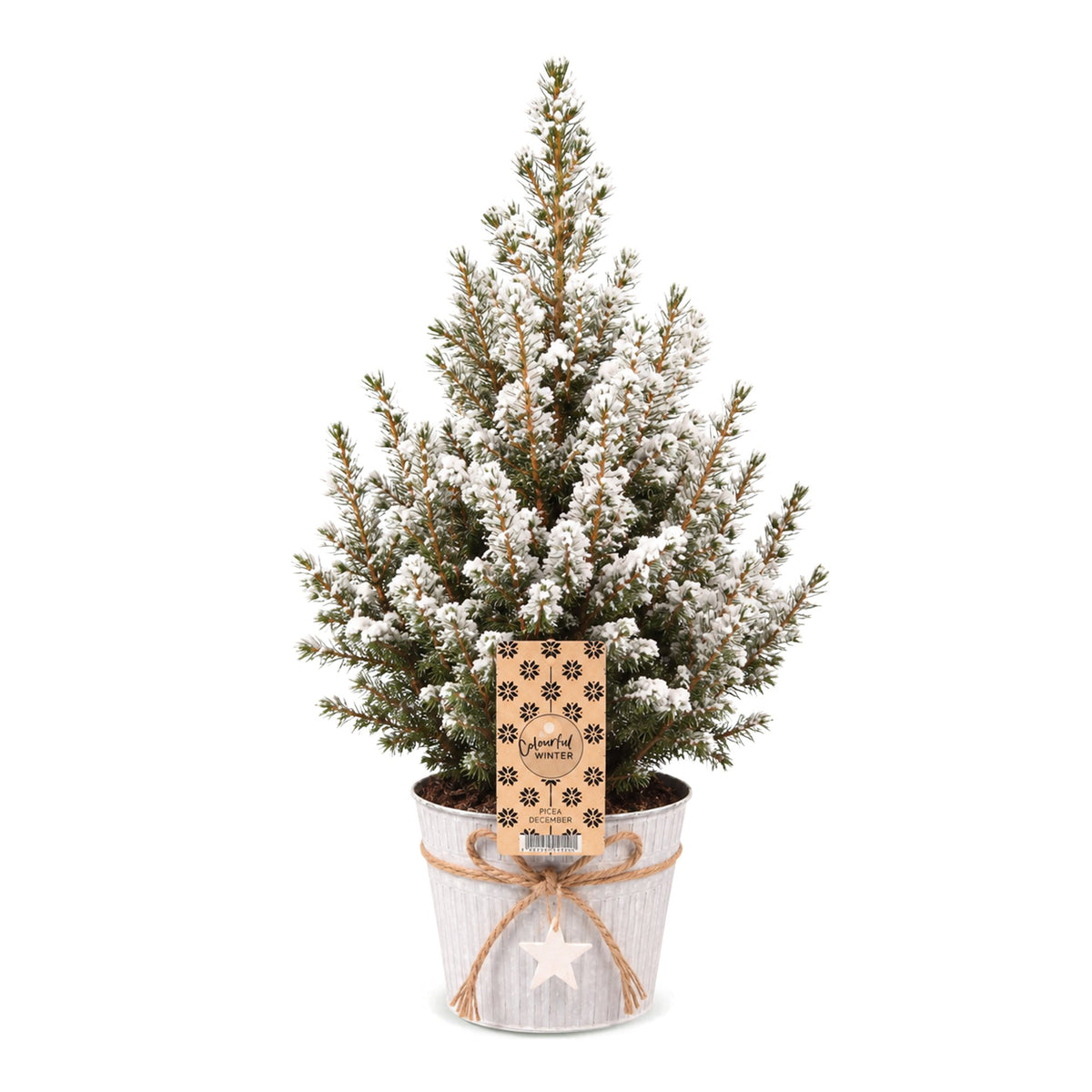 Épicéa 'Conica' enneigé 1 sapin en pot de 17 cm, pot en zinc
