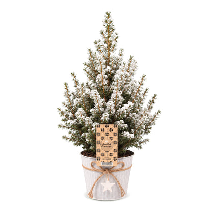 Épicéa 'Conica' enneigé 1 sapin en pot de 17 cm, pot en zinc