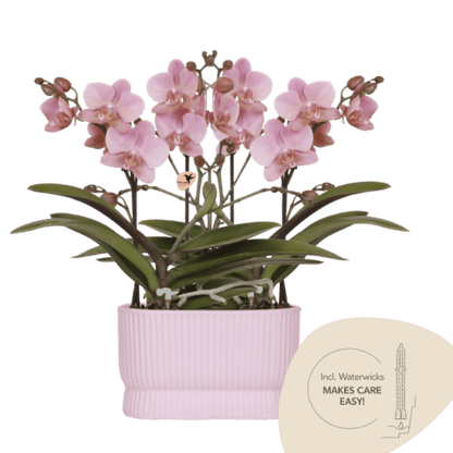 Orchidée Phalaenopsis rose ancien en pot