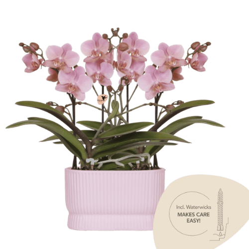 Orchidée Phalaenopsis 'Treviso' rose ancien (Phalaenopsis) - Set de 2 orchidées + cache-pots - Pot 9 cm