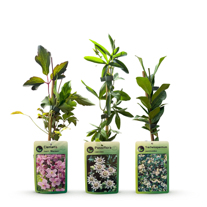 Plantes grimpantes Tricolore en mélange de couleurs - grimpantes fleuries