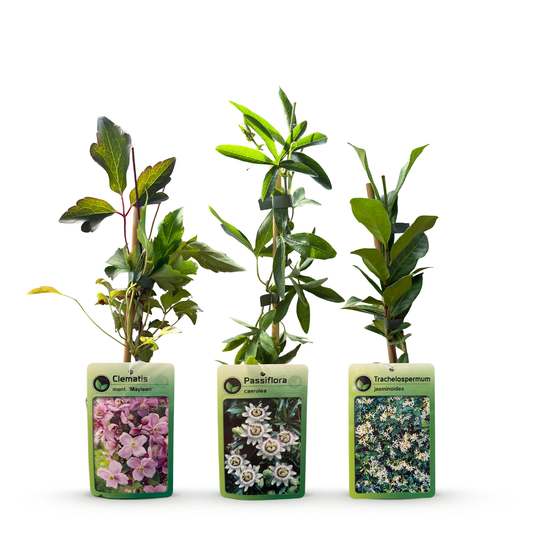 Plantes grimpantes Tricolore en mélange de couleurs - grimpantes fleuries