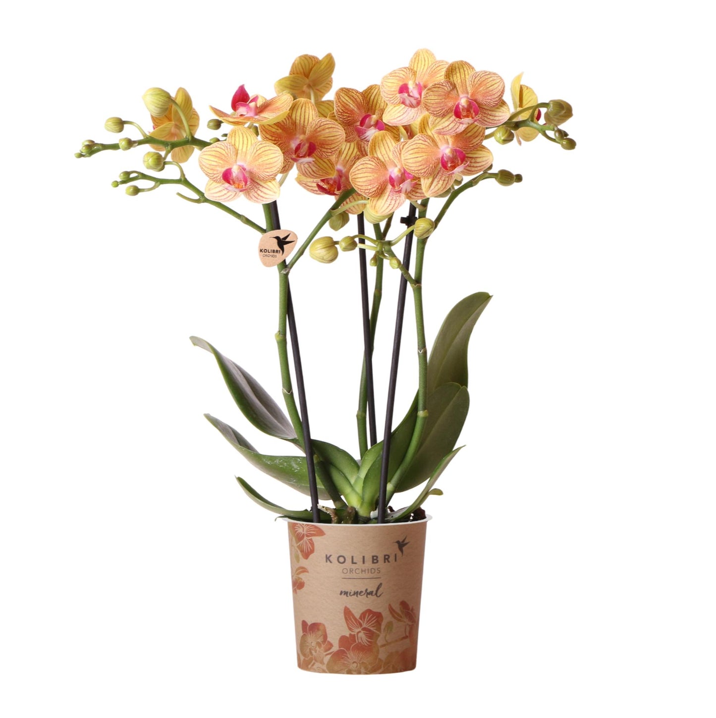 Orchidée Phalaenopsis orange en pot