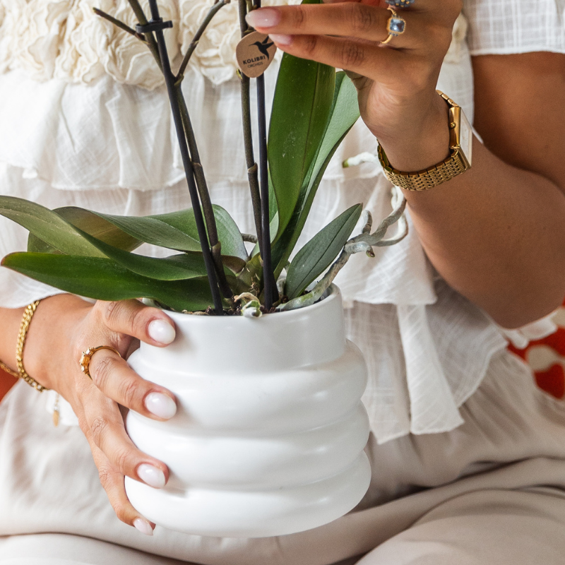 Orchidée Phalaenopsis en pot