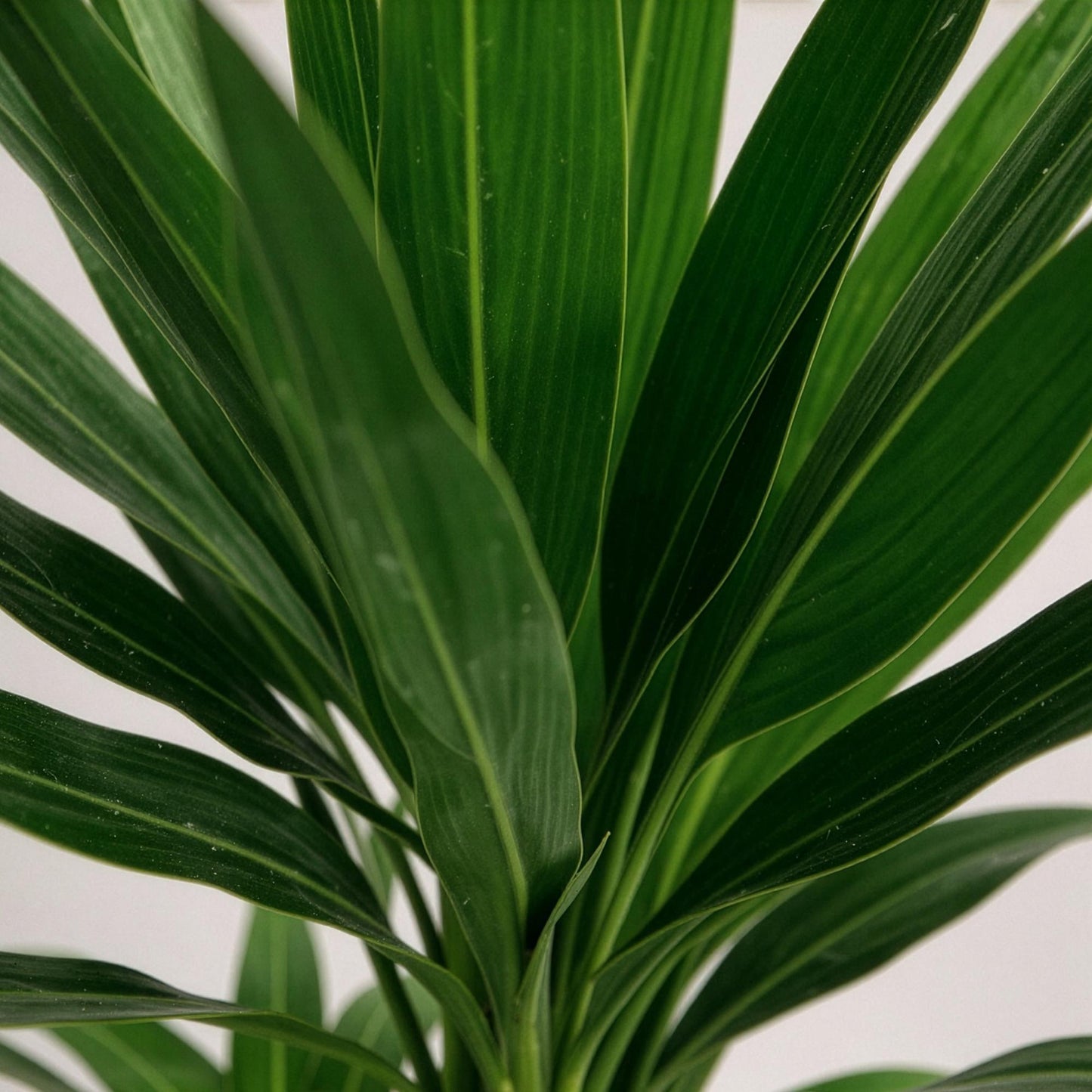 Plante d'intérieur - Yucca elephantipes - Yucca - Peu d'entretien - Vert - 1 - Pot 21cm - Hauteur 100cm