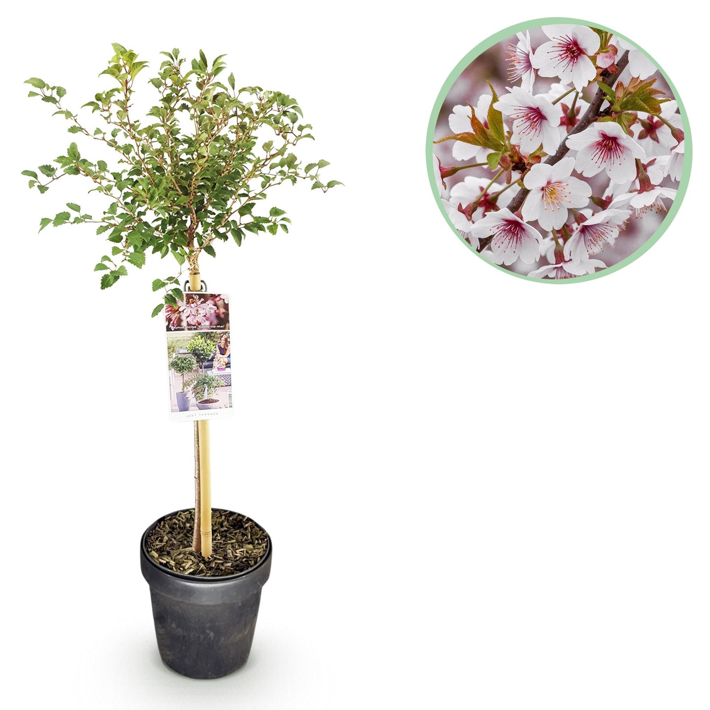 Prunus incisa Koujou-no-mai : jeune plant en pot avec son étiquette sur fond blanc, une bulle en haut à droite montre un gros plan de ses fl