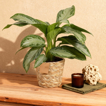 Plantes d'intérieur - Aglaonema Silver Bay - Feuillage argenté - Peu d'entretien - avec panier - Argent - 1 Plante - Pot 17cm - Hauteur 70-75cm