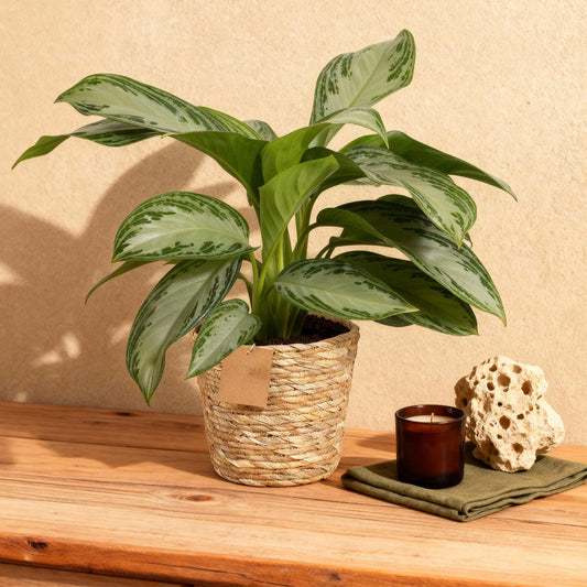 Plantes d'intérieur - Aglaonema Silver Bay - Feuillage argenté - Peu d'entretien - avec panier - Argent - 1 Plante - Pot 17cm - Hauteur 70-75cm
