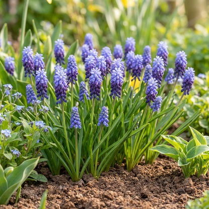 Massif de Muscari à larges feuilles en fleurs, avec leurs grappes de fleurs bleues et violettes.