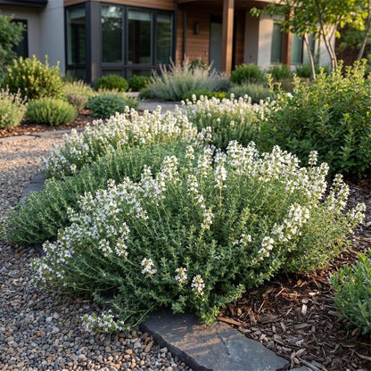 Thymus praecox Albiflorus en pleine floraison dans un jardin, avec ses petites fleurs blanches et son feuillage vert dense, poussant près d'