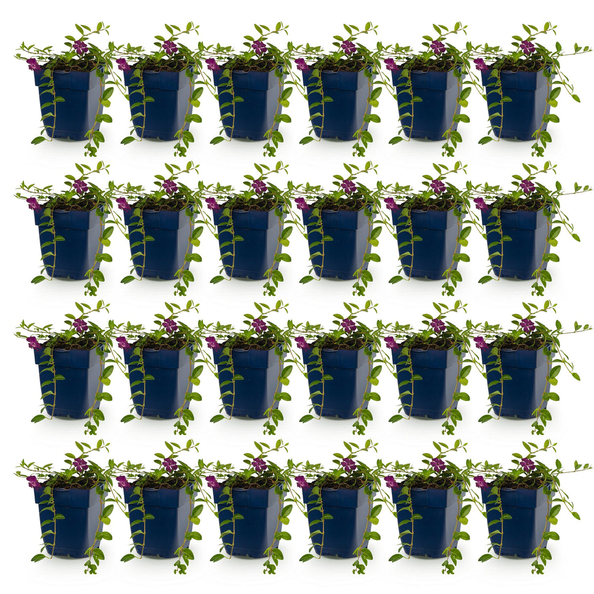 Petite pervenche 'Atropurpurea' - lot de 24 plants en pot de 11 cm