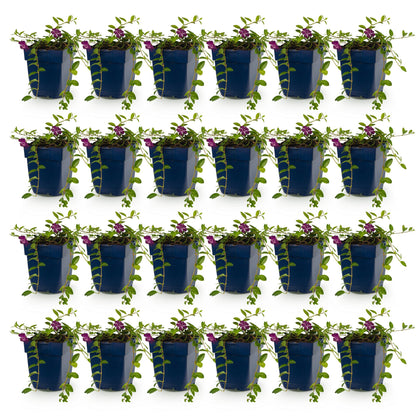 Petite pervenche 'Atropurpurea' - lot de 24 plants en pot de 11 cm