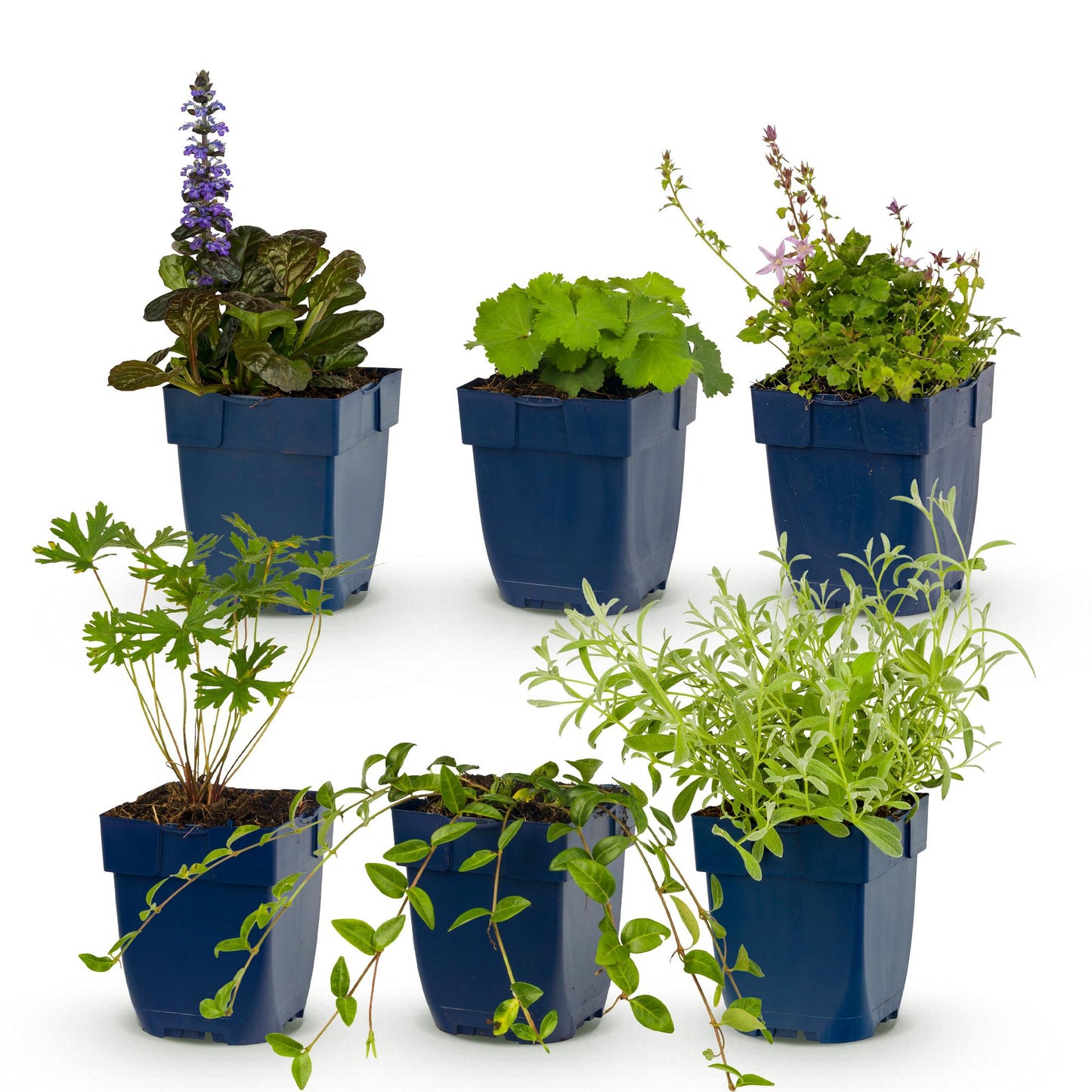 Plantes vivaces: Pack pour massif de couverture du sol de 6 pièces, différentes variétés et couleurs, en pots de 11cm.