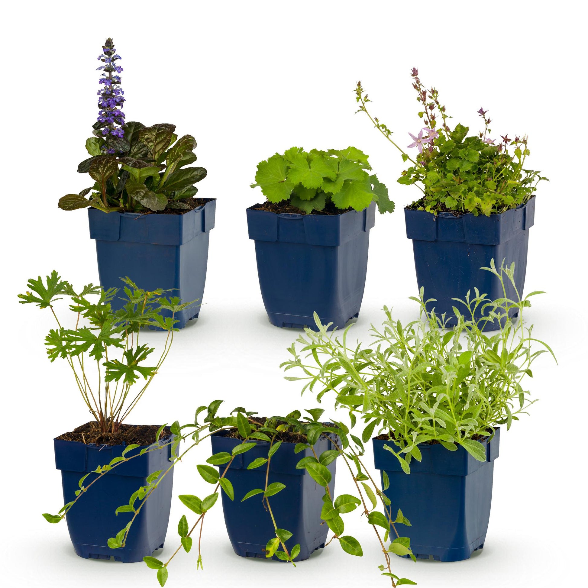 Plantes vivaces: Pack pour massif de couverture du sol de 6 pièces, différentes variétés et couleurs, en pots de 11cm.