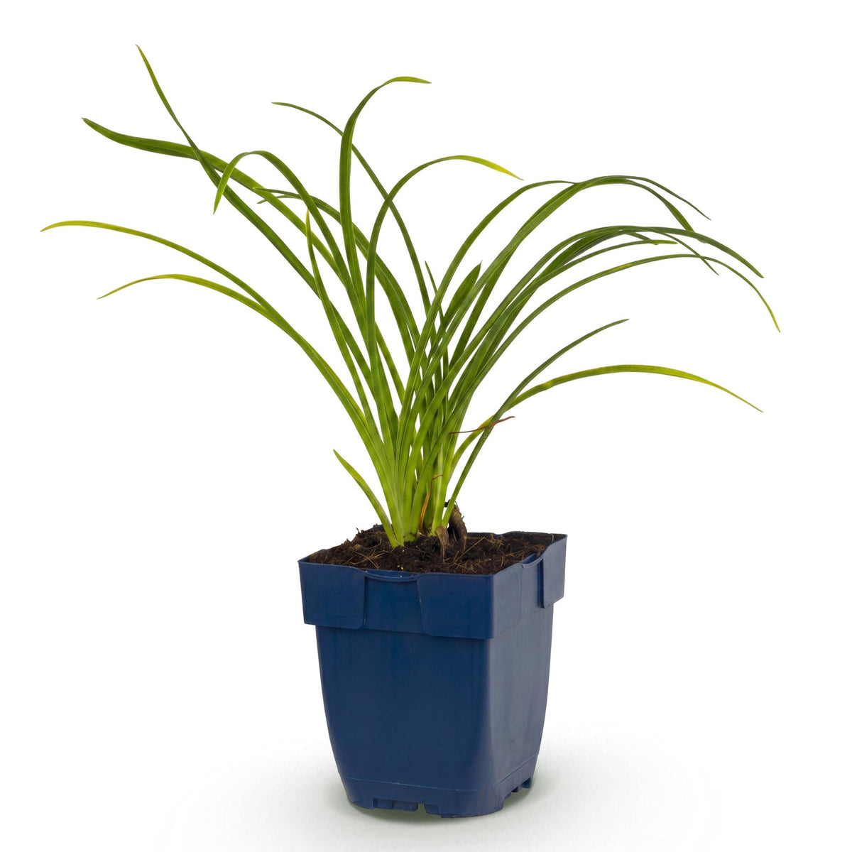 Hémérocalle 'Stella de Oro' - 1 plant en pot de 11 cm