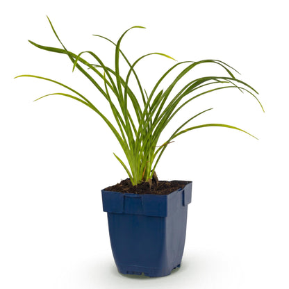 Hémérocalle 'Stella de Oro' - 1 plant en pot de 11 cm