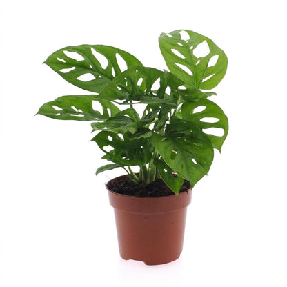 Une belle Monstera Adansonii aux feuilles vert foncé perforées, poussant dans un simple pot de culture marron