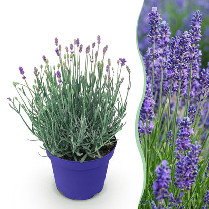 Lavande 'Hidcote': un jeune plant en pot sur fond blanc, à côté d'un champ de lavandes violettes luxuriantes en fleur.