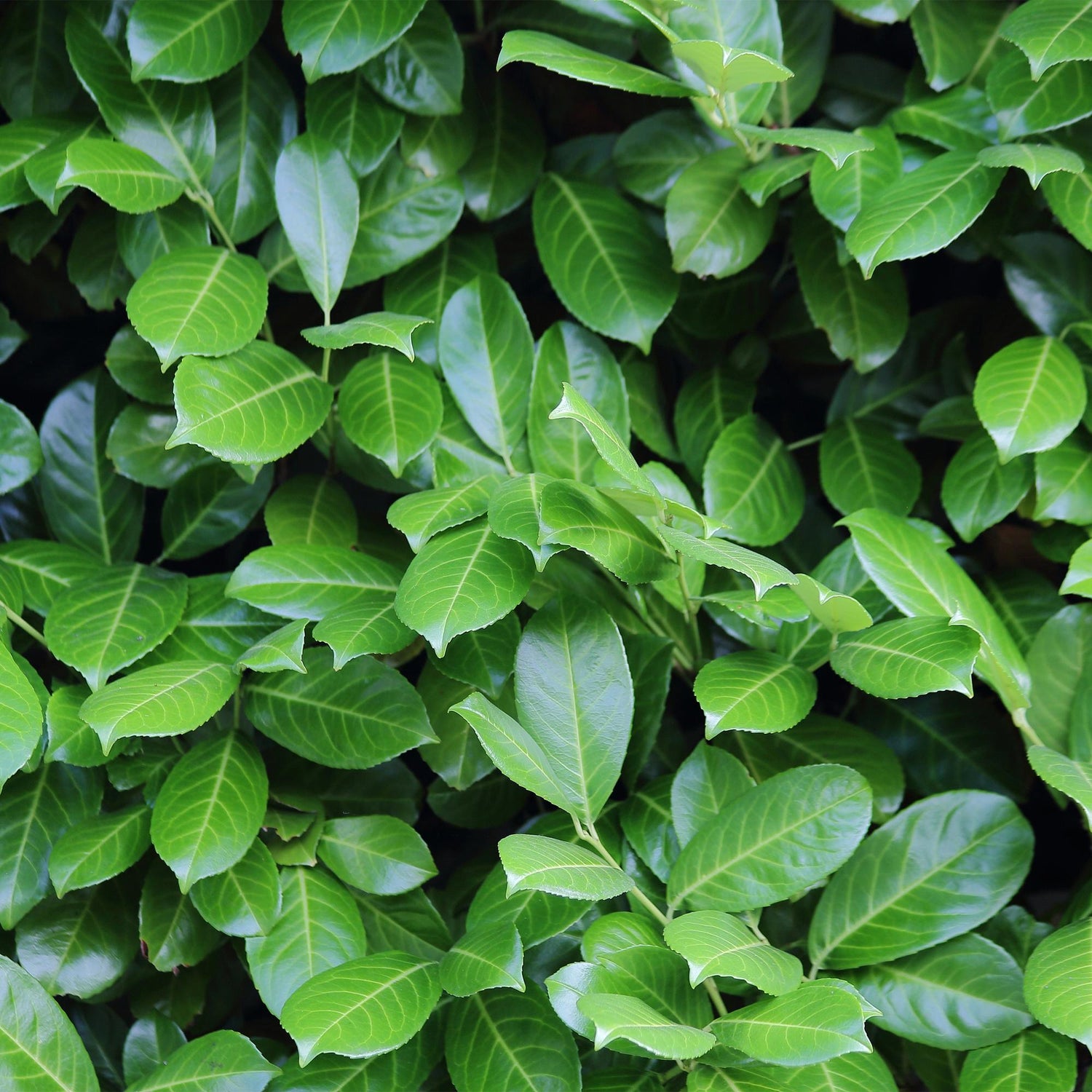 Prunus laurocerasus Novita, gros plan sur le feuillage vert vif et brillant de cette plante de haie persistante.