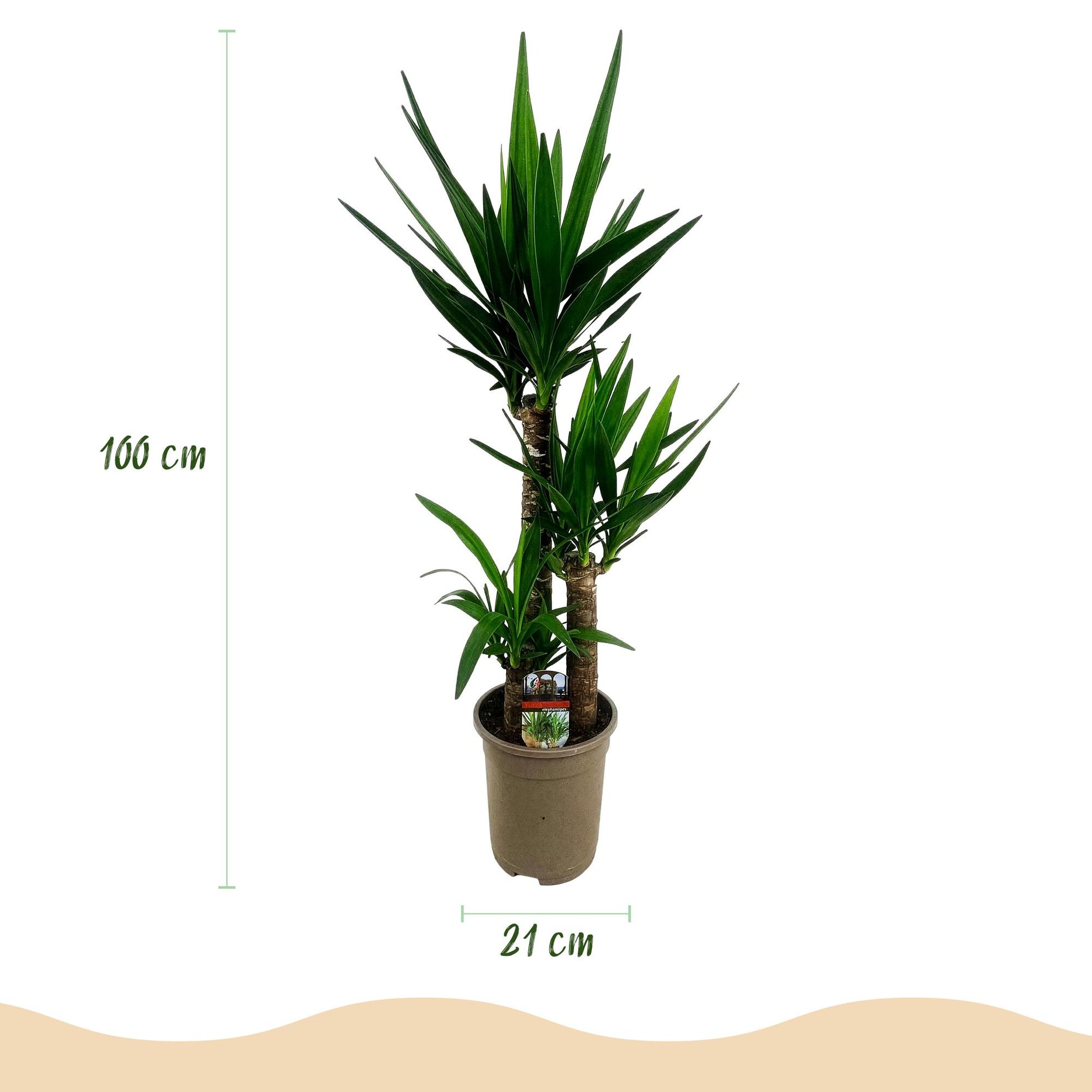 Plante d'intérieur - Yucca elephantipes - Yucca - Peu d'entretien - Vert - 1 - Pot 21cm - Hauteur 100cm