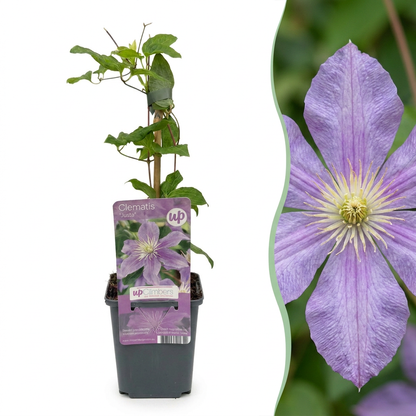 Clématite 'Justa' (Clematis) - grimpante à grandes fleurs bleu clair