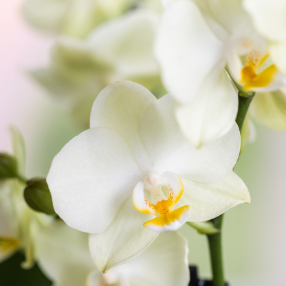 Orchidée Phalaenopsis blanche en pot