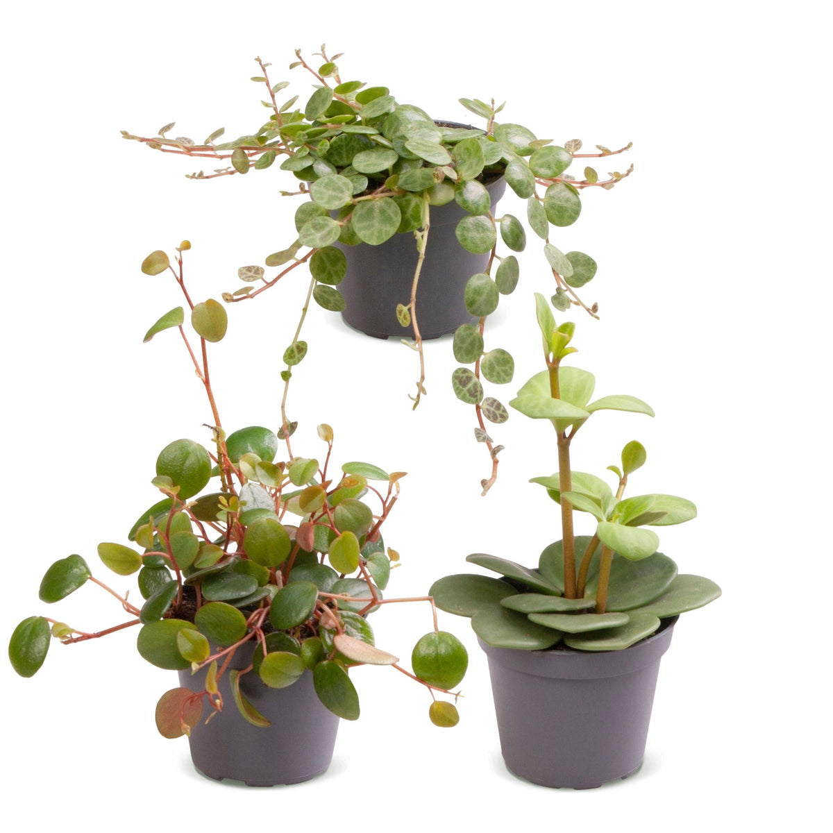 Bébés Peperomia en pot de 6 cm, sans cache-pot