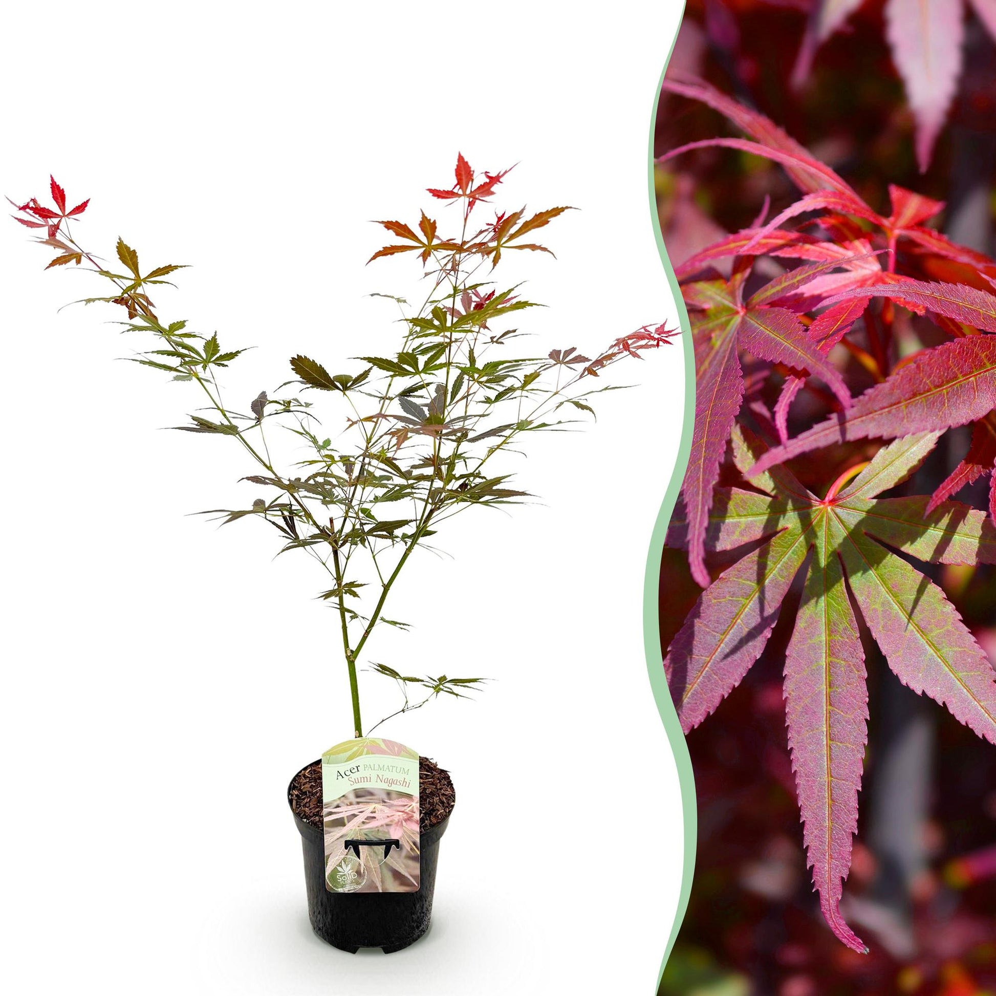 Érable japonais Acer palmatum Sumi-nagashi en pot, à côté d'un gros plan de son feuillage rouge intense aux nervures vertes.