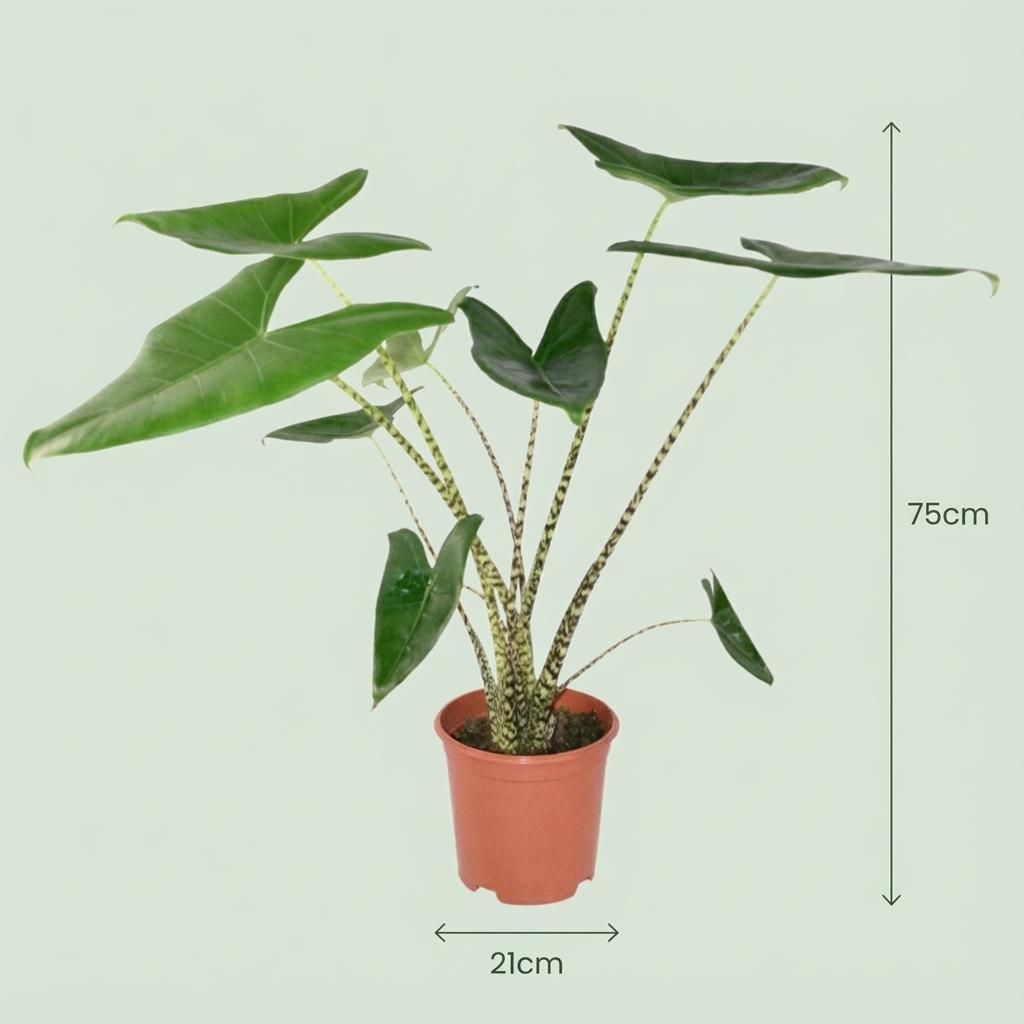 Plante d'intérieur - Alocasia Zebrina - Oreille d'éléphant - Groen - Peu d'entretien - 1 Plante - avec Panier - Pot 21 cm - Hauteur 70 - 75 cm