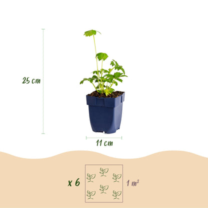 Astrantia major : illustration d'un plant en pot avec ses dimensions (hauteur 25 cm, pot 11 cm) et recommandation de plantation (6 plants pa