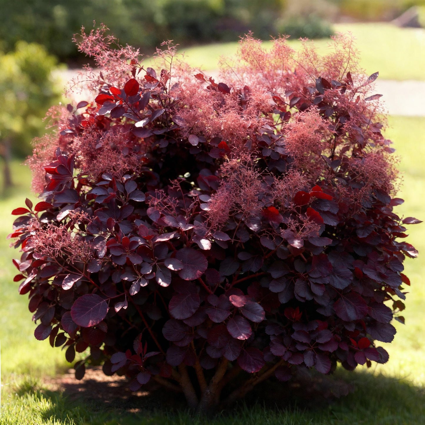 Cotinus coggyria Lilla, arbre à perruque avec son feuillage pourpre et ses inflorescences plumeuses roses, planté en plein soleil dans un ja